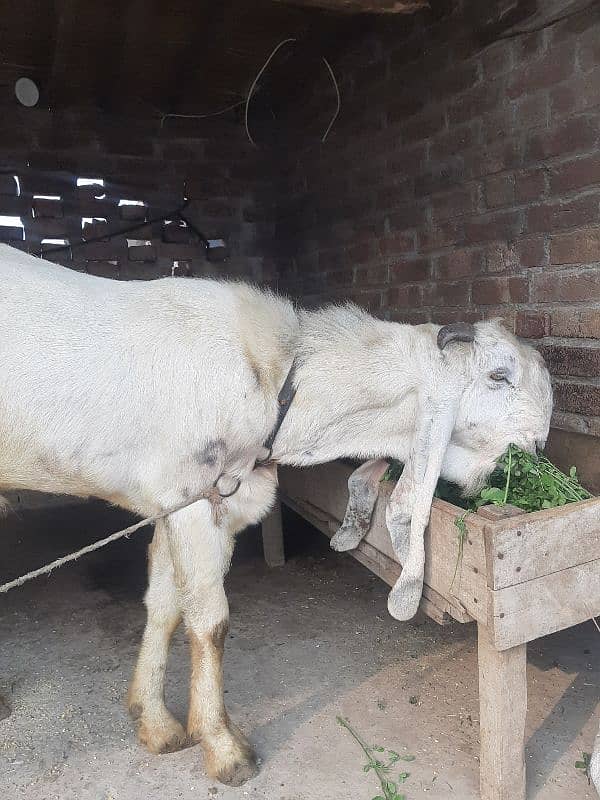 dasi bakra dasi bkra. 2 datt wat sap 03067022150 0