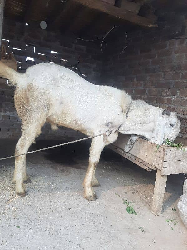 dasi bakra dasi bkra. 2 datt wat sap 03067022150 1