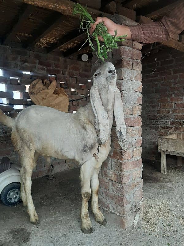 dasi bakra dasi bkra. 2 datt wat sap 03067022150 2