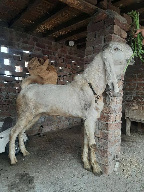 dasi bakra dasi bkra. 2 datt wat sap 03067022150 3