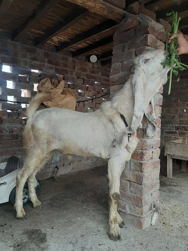 dasi bakra dasi bkra. 2 datt wat sap 03067022150 4