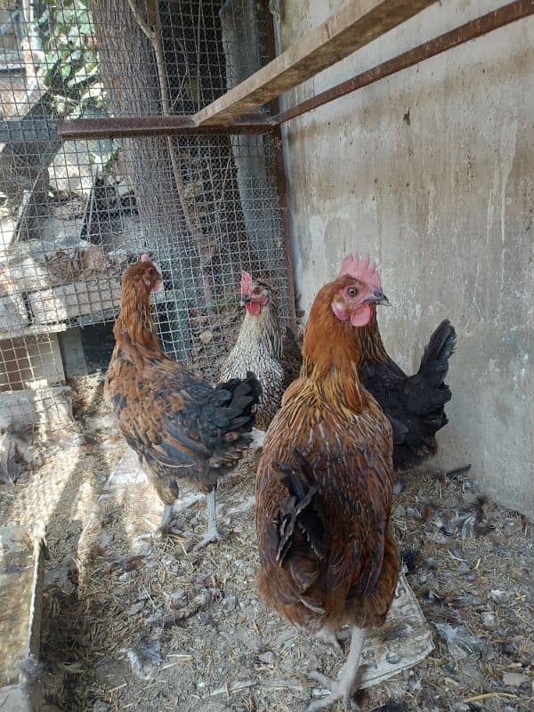 hens for sale healthy &active 0