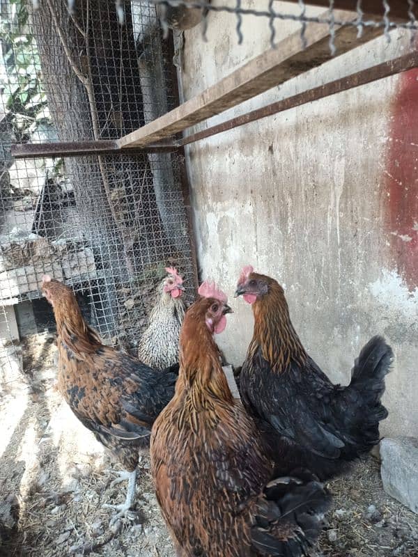 hens for sale healthy &active 1