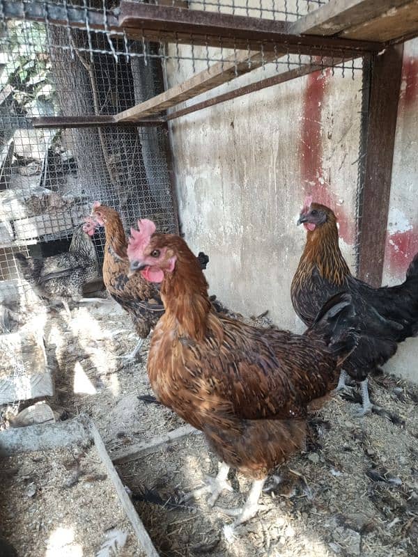 hens for sale healthy &active 3