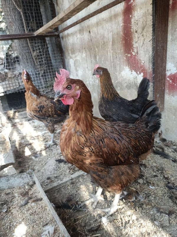 hens for sale healthy &active 4