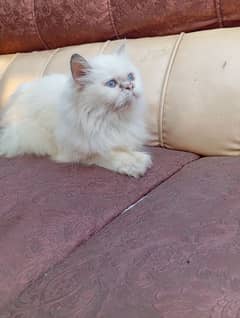 triple cot punch face Persian cat