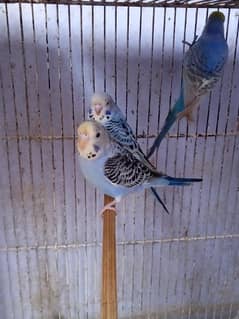 Budgies