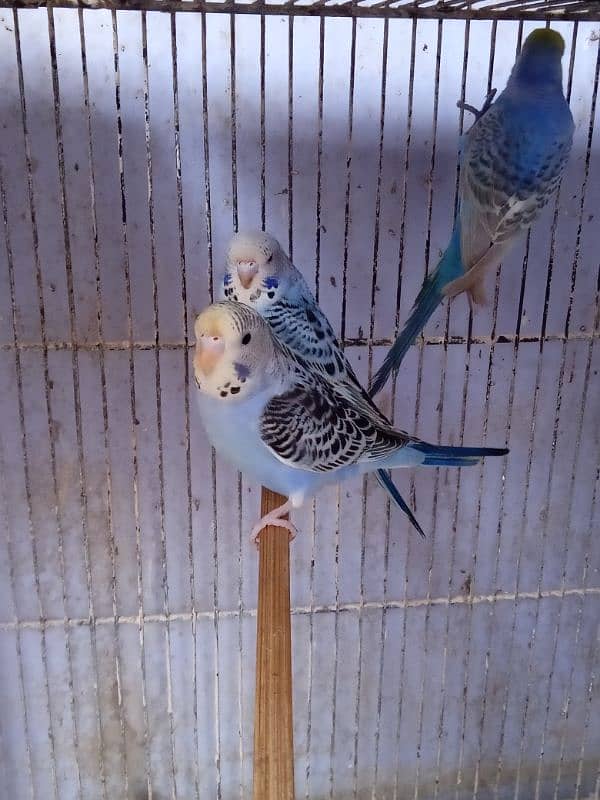 Budgies Mix 0