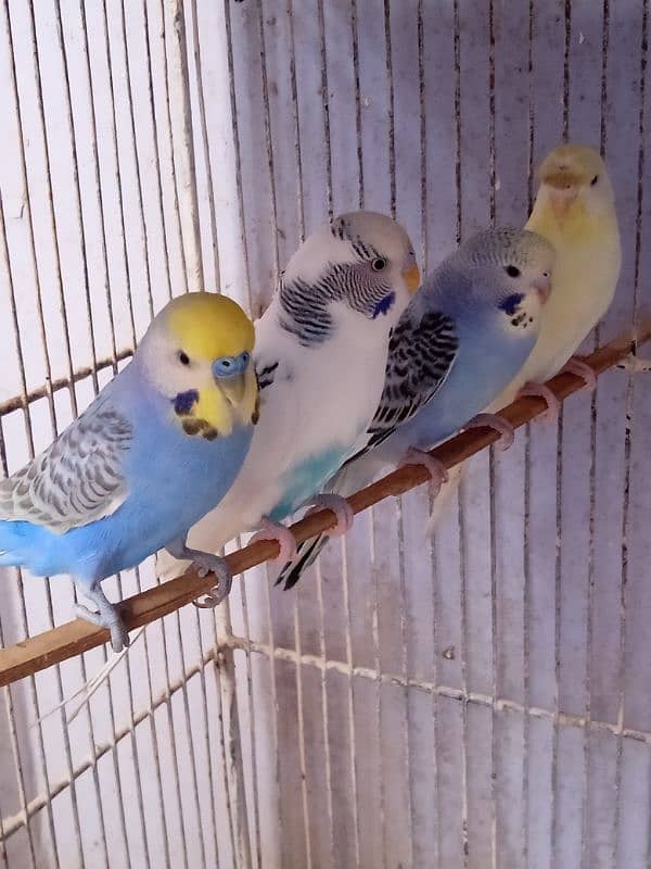 Budgies Mix 1