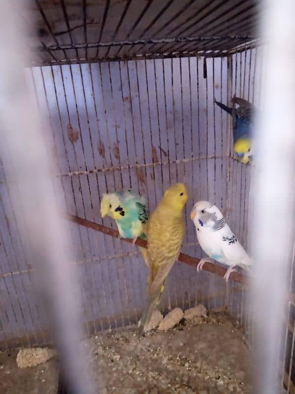 Budgies Mix 2