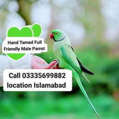 Hand Tamed Full Friendly Green Ring Neck Male Parrot Jumbo Size