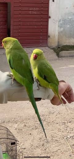 Green parrot