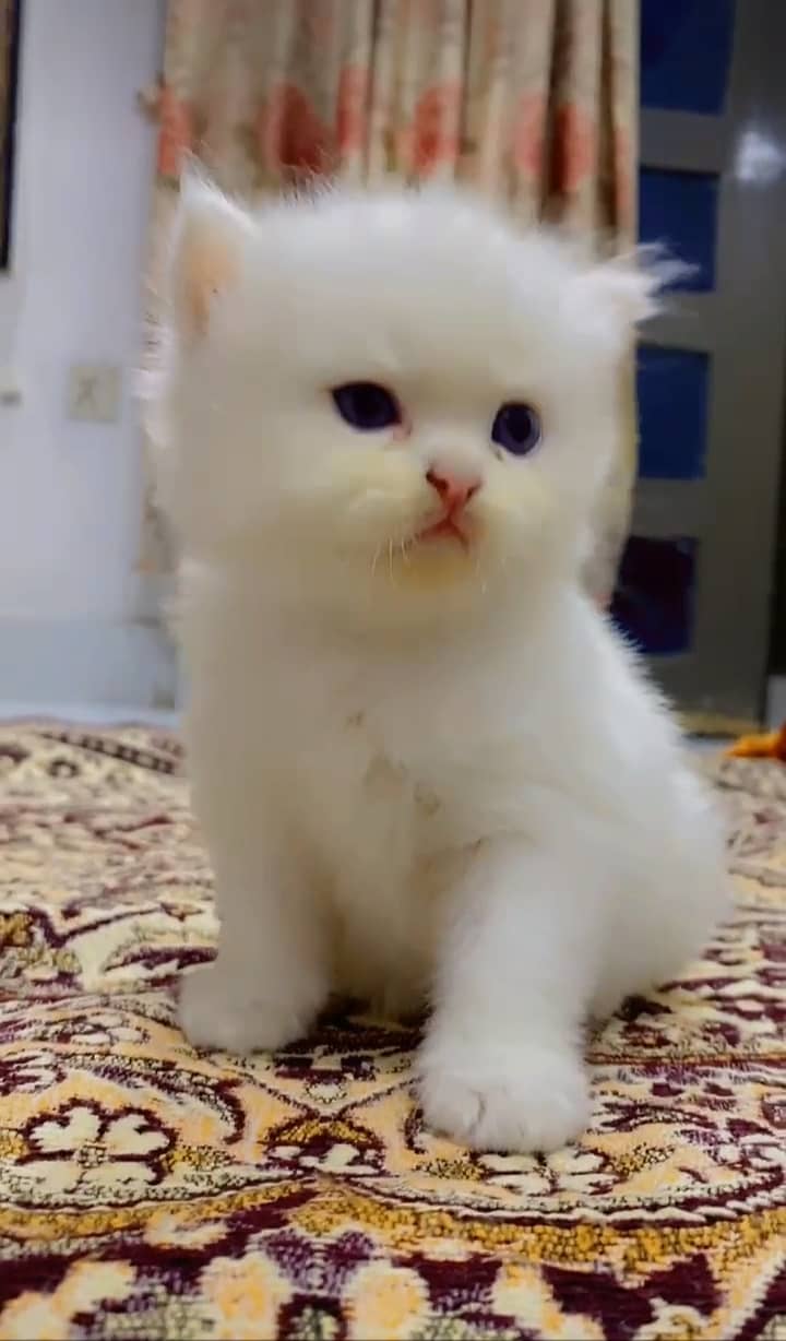 White Persian cat female. 1 month age 0