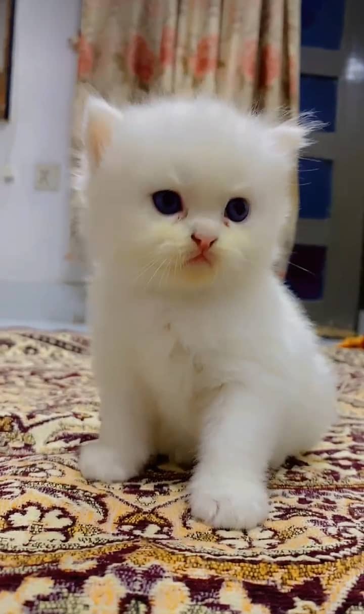 White Persian cat female. 1 month age 1