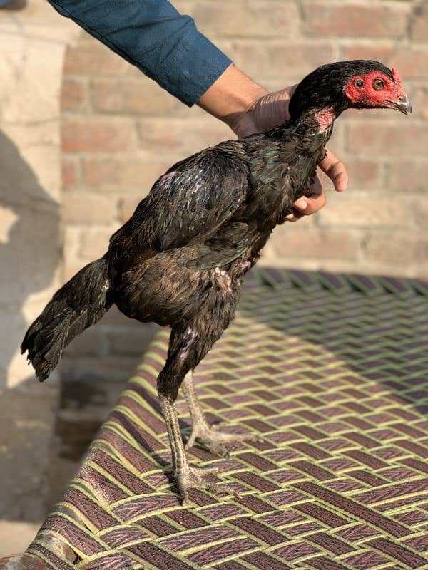 pure Thai female ready to breed age 10 month  number 0324 3071070 0