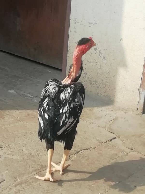 Aseel lahka murga fully active 2 years old and 2 aseel hens for sale 3