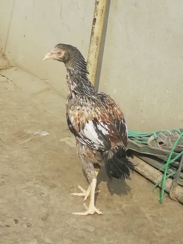 Aseel lahka murga fully active 2 years old and 2 aseel hens for sale 4