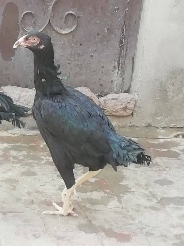 Aseel lahka murga fully active 2 years old and 2 aseel hens for sale 5