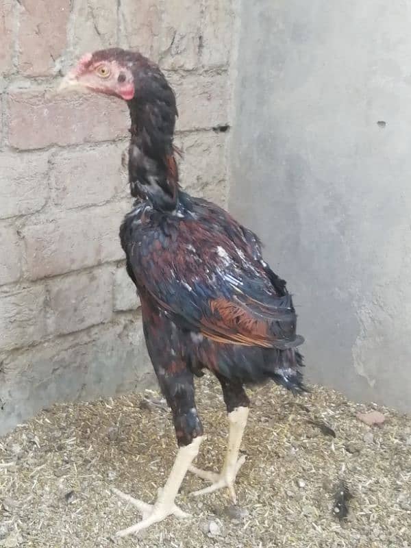 Aseel lahka murga fully active 2 years old and 2 aseel hens for sale 6