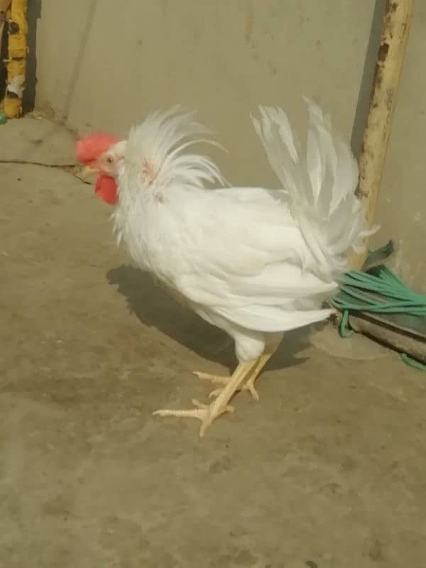 Aseel lahka murga fully active 2 years old and 2 aseel hens for sale 7