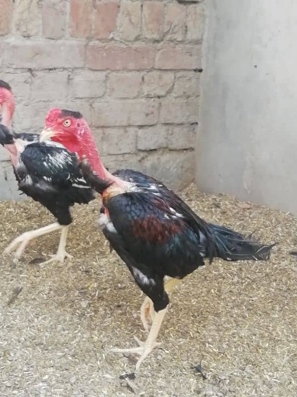 Aseel lahka murga fully active 2 years old and 2 aseel hens for sale 8