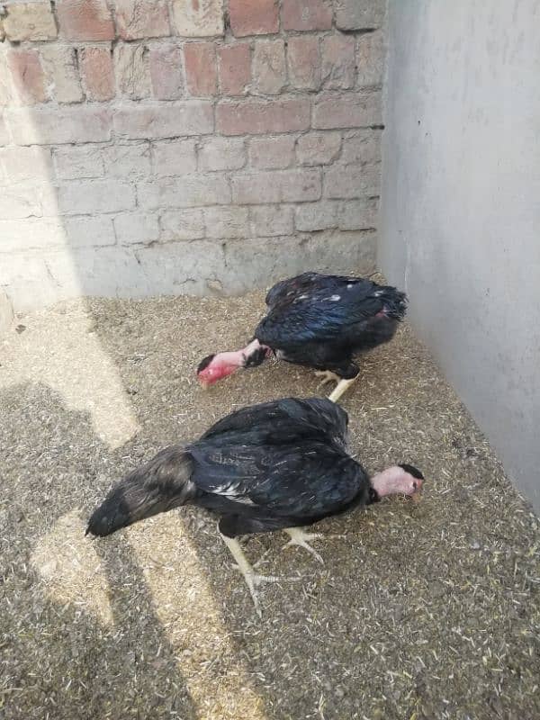 Aseel lahka murga fully active 2 years old and 2 aseel hens for sale 9