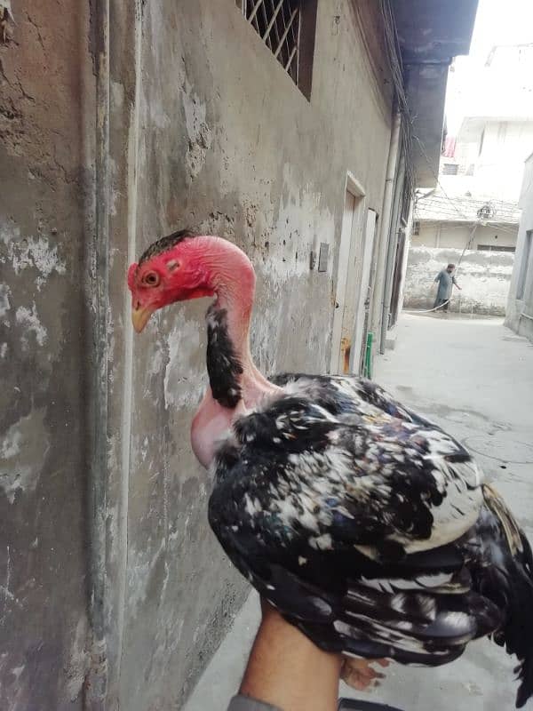 Aseel lahka murga fully active 2 years old and 2 aseel hens for sale 10