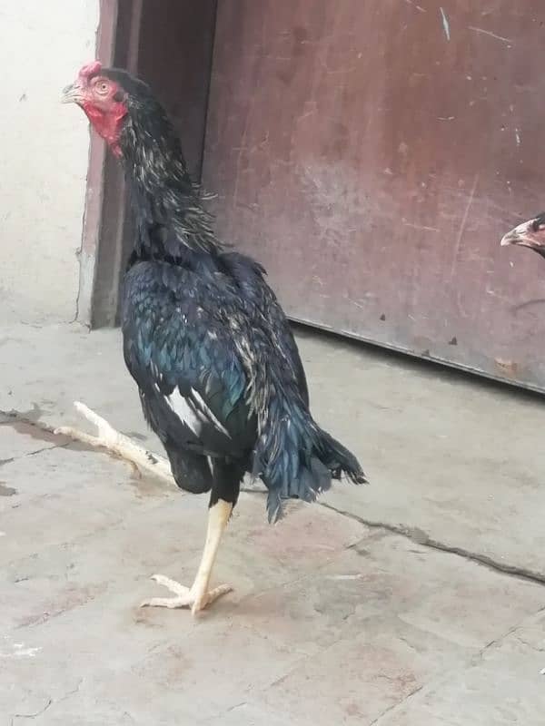 Aseel lahka murga fully active 2 years old and 2 aseel hens for sale 11