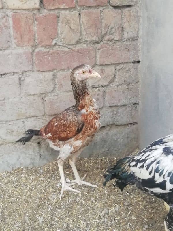 Aseel lahka murga fully active 2 years old and 2 aseel hens for sale 12