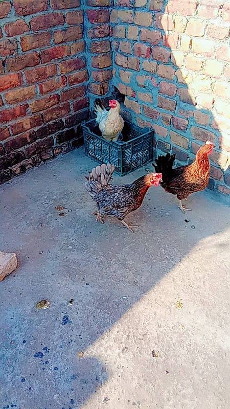 three hen for sale egg deti hai 0