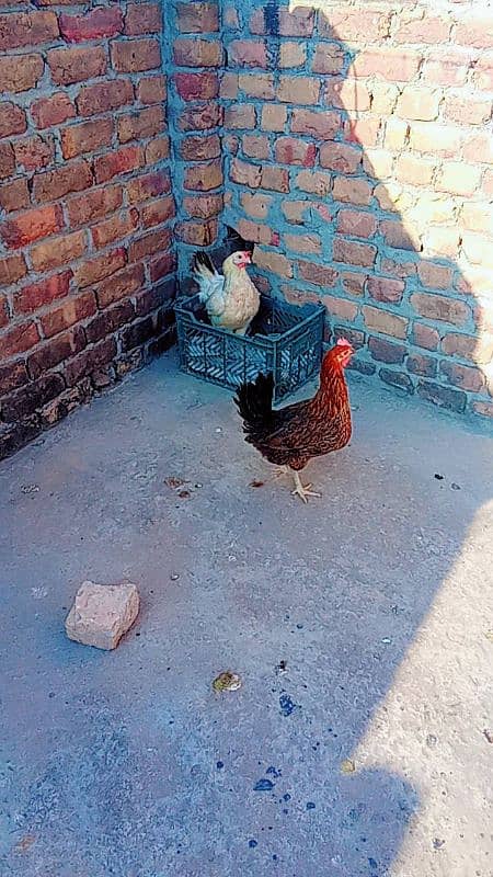 three hen for sale egg deti hai 1