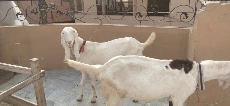 goats pregnant for sale 0