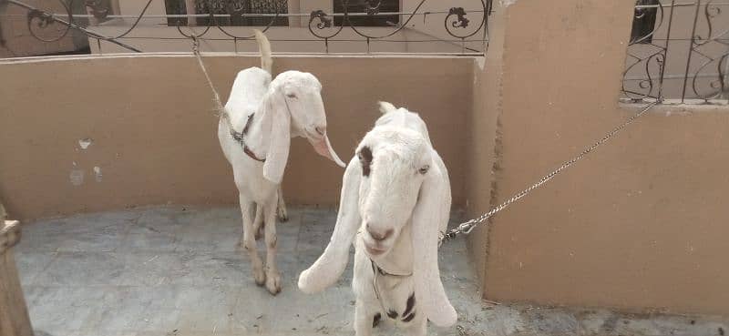 goats pregnant for sale 1