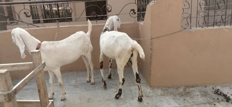 goats pregnant for sale 2