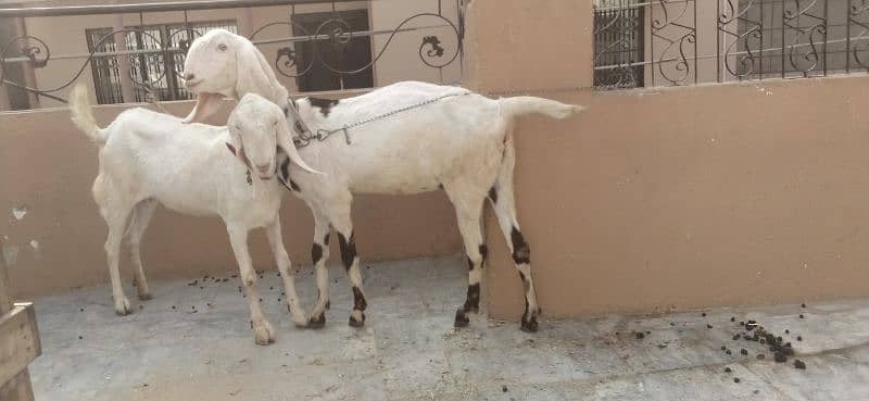 goats pregnant for sale 3