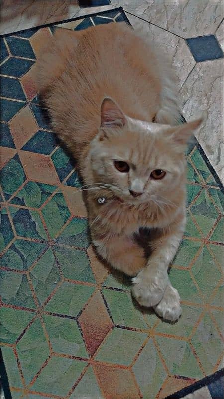 PERSIAN | MALE CAT | FLUFFY 0