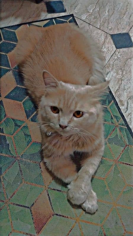 PERSIAN | MALE CAT | FLUFFY 2