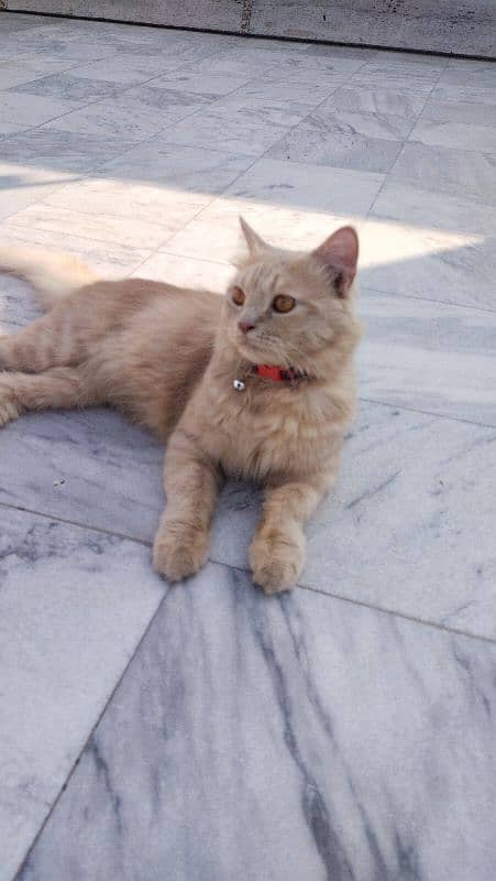 PERSIAN | MALE CAT | FLUFFY 3