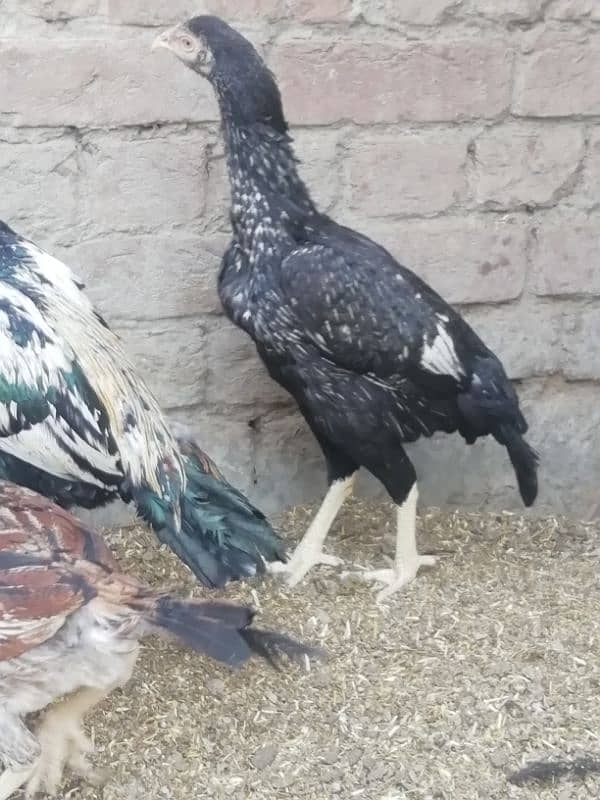 Aseel lahka murga fully active 2 years old and 2 aseel hens for sale 13