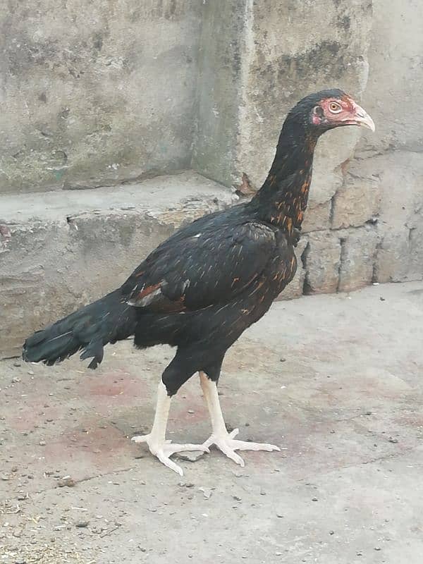 Aseel lahka murga fully active 2 years old and 2 aseel hens for sale 14