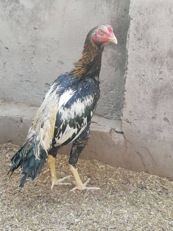 Aseel lahka murga fully active 2 years old and 2 aseel hens for sale 15