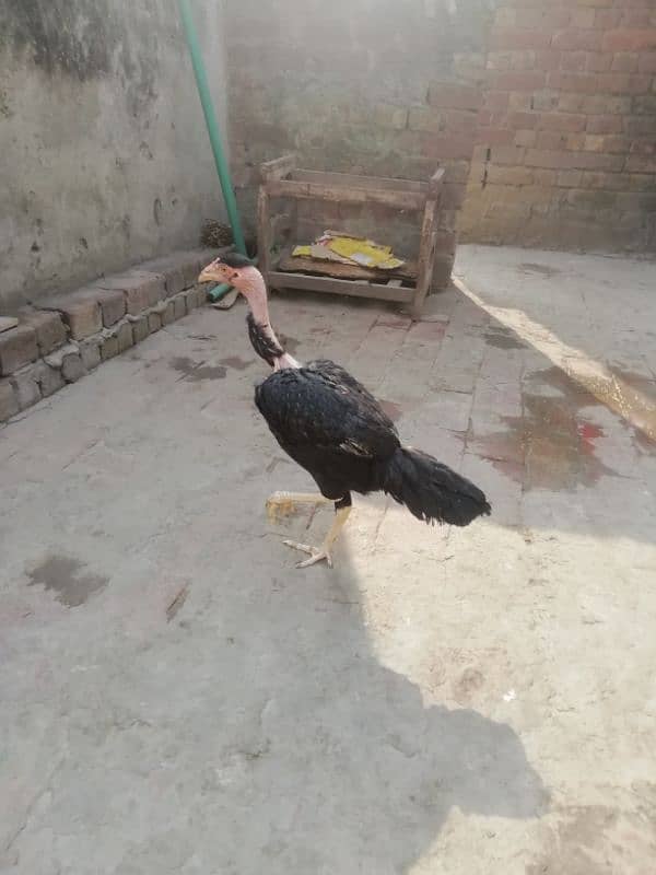 Aseel lahka murga fully active 2 years old and 2 aseel hens for sale 16