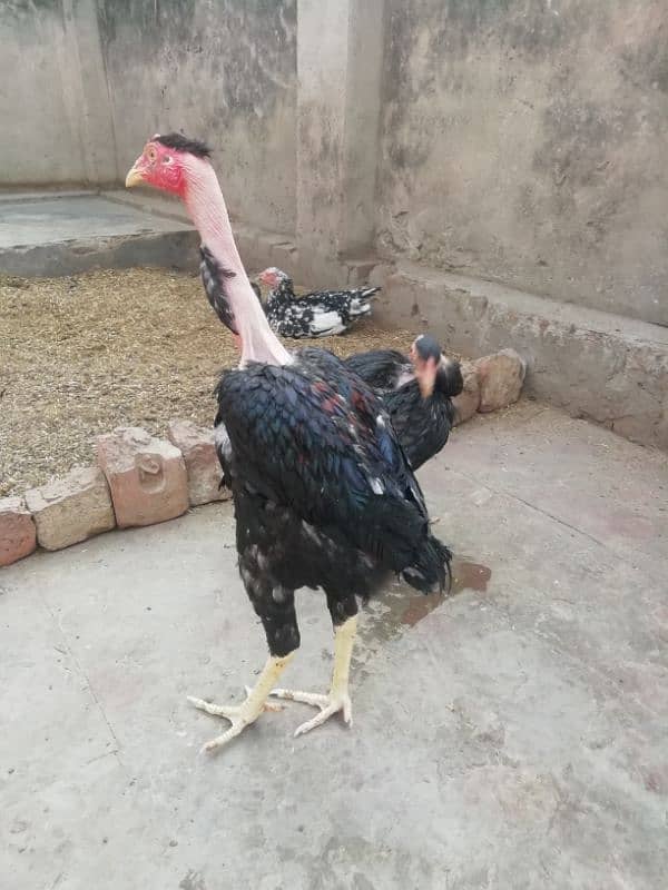 Aseel lahka murga fully active 2 years old and 2 aseel hens for sale 17