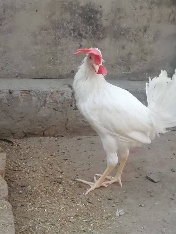 Aseel lahka murga fully active 2 years old and 2 aseel hens for sale 18