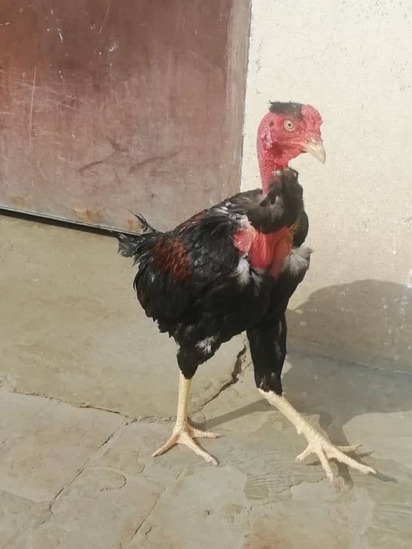 Aseel lahka murga fully active 2 years old and 2 aseel hens for sale 19