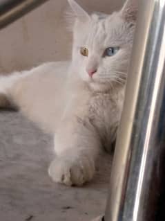 persian cat