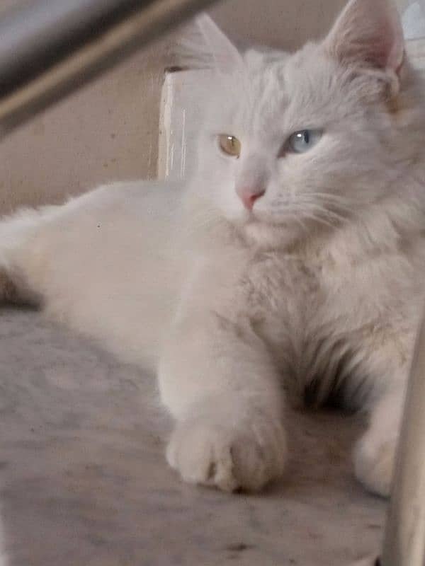 persian cat 4