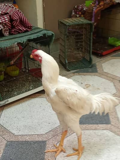 white oh shamo 03117413998