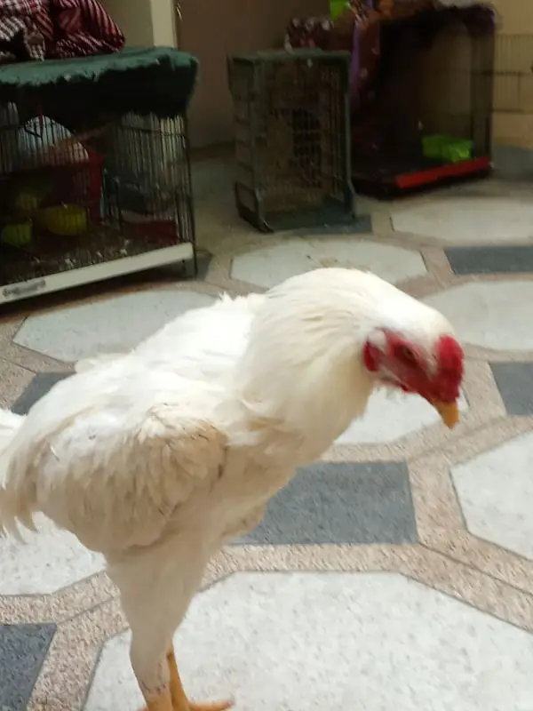 white oh shamo 03117413998 — photo 3