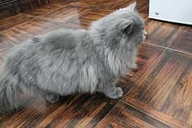 Gray apersian Cat 1